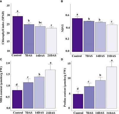 Transcriptome profiling, physiological, and biochemical analyses provide new insights towards drought stress response in sugar maple (Acer saccharum Marshall) saplings